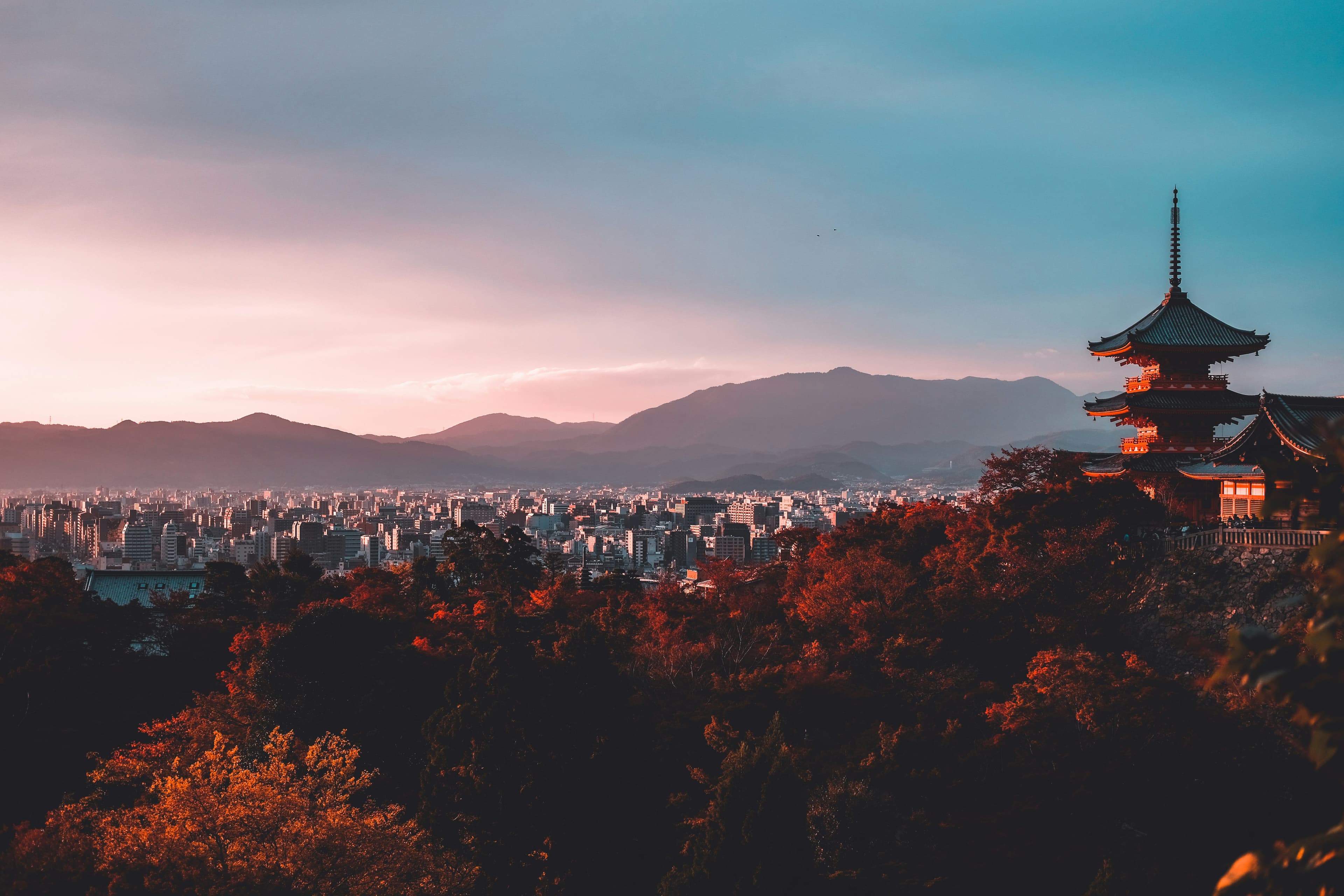 Kyoto Cherry Blossom Experience